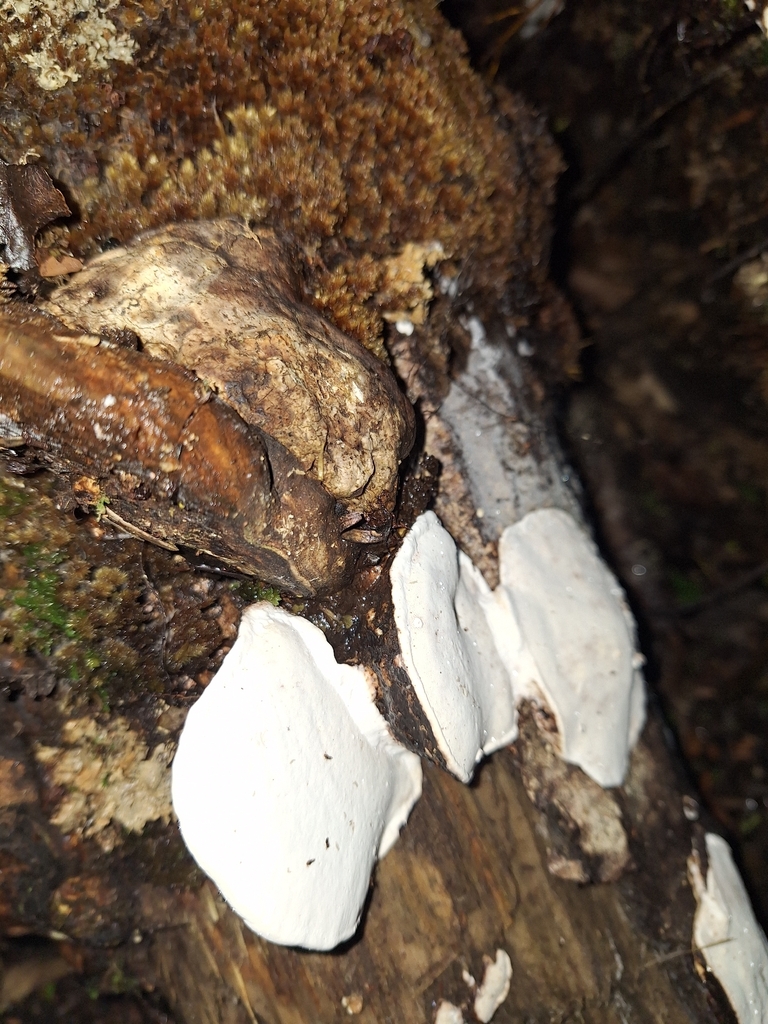 Neofomitella hemitephra · April 2026 · photo: © heidimeudt (iNaturalist, cc-by)