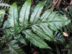 Tectaria phaeocaulis