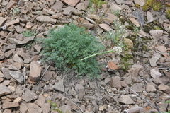 Phlojodicarpus villosus