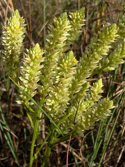 Polygala carteri