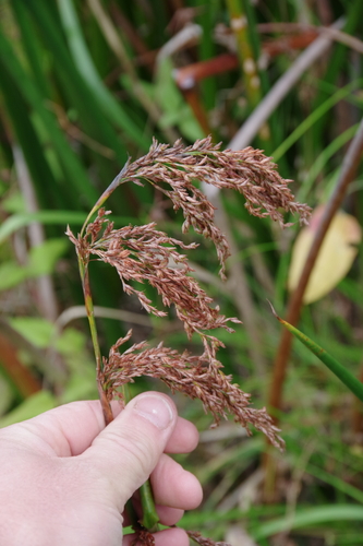 Jointed twig rush (Machaerina articulata)