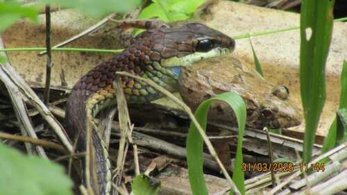 Dendrelaphis caudolineatus