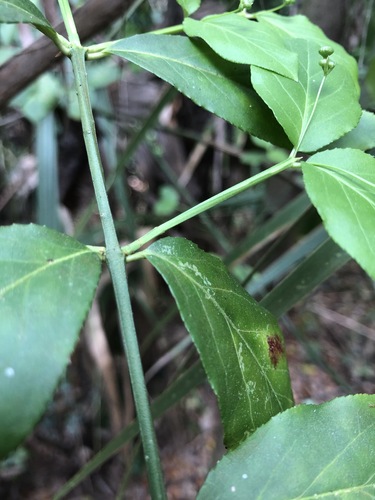 Euonymus americanus image
