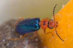 Ascolhedybius hirtus