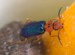 Ascolhedybius hirtus