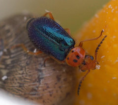 Ascolhedybius hirtus