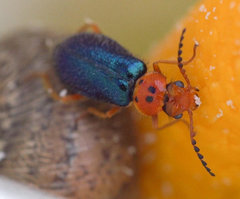 Ascolhedybius hirtus