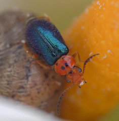 Ascolhedybius hirtus