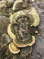 Polyporaceae