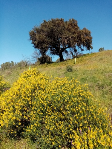 pincushion gorse