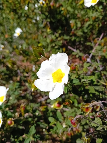 Avistamiento Cistus salviifolius