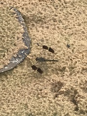 Brachythemis leucosticta