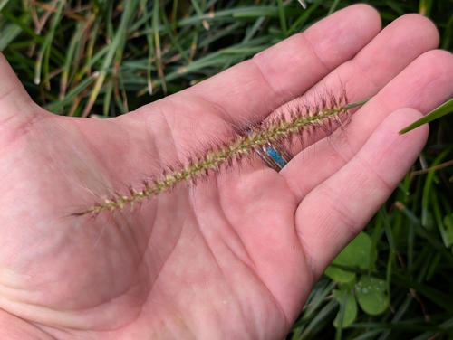 feathery pennisetum (Cenchrus setosus)