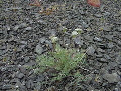 Phlojodicarpus villosus