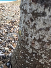 Anolis marmoratus