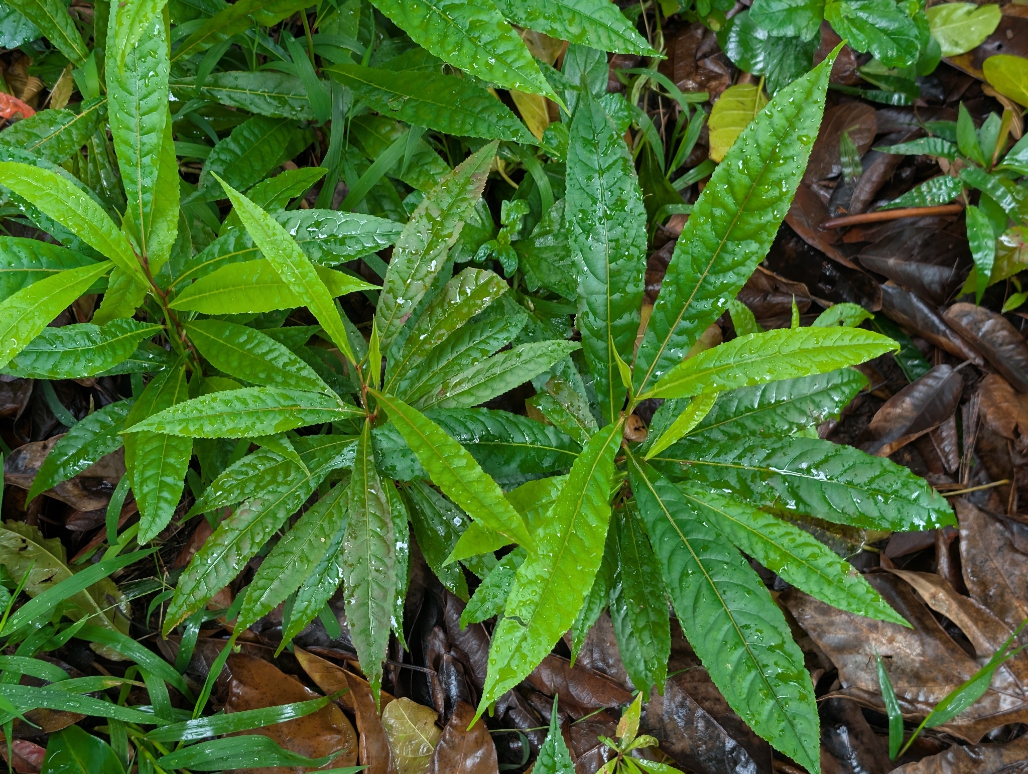 Elaeocarpus Angustifolius (Elaeocarpus angustifolius)