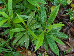 Arbre Aux Perles Bleues (Elaeocarpus angustifolius)