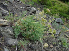 Phlojodicarpus villosus