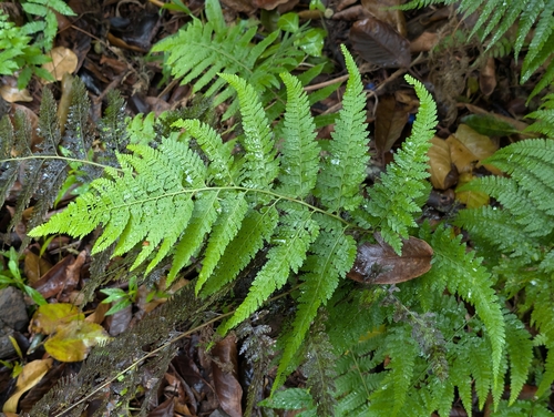 rigid lace fern (Microlepia setosa)