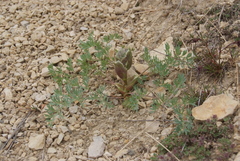 Phlojodicarpus villosus