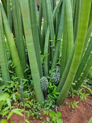 Sansevieria cylindrica