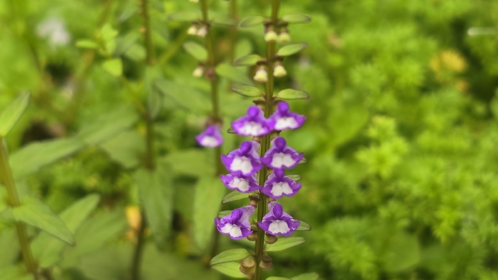 Scutellaria barbata; photograph (c) 葉淑蓮, some rights reserved (CC BY)