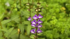 Scutellaria barbata