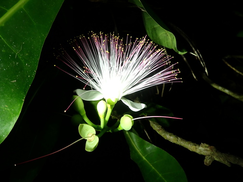 Sea Putat (Barringtonia asiatica)