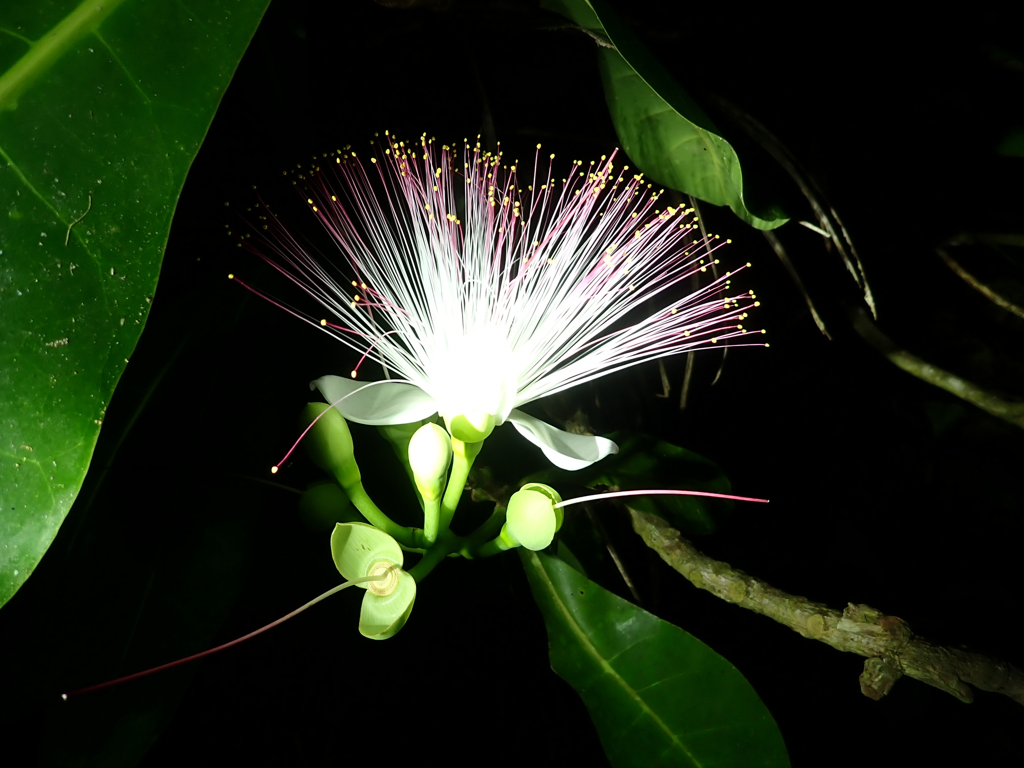 Sea Putat (Barringtonia asiatica)