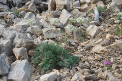 Phlojodicarpus villosus