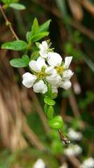 Spiraea prunifolia pseudoprunifolia