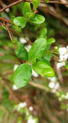 Spiraea prunifolia pseudoprunifolia