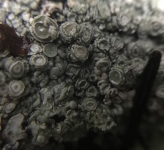 Pertusaria subambigens