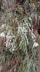 Spiraea prunifolia pseudoprunifolia