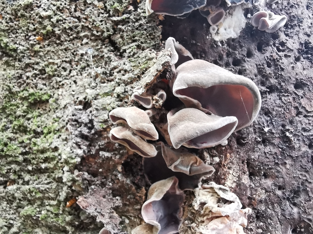 Auricularia cornea · March 2026 · photo: © luisa5719 (iNaturalist, cc-by)