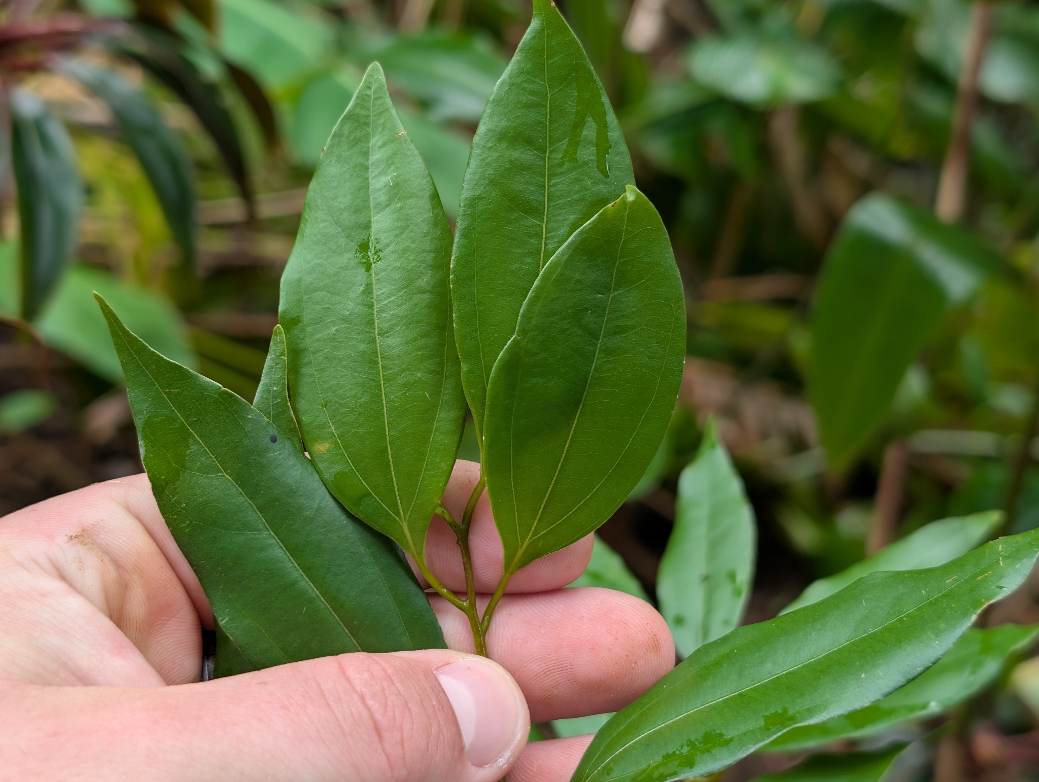 Batavia-Cassia (Cinnamomum burmanni)