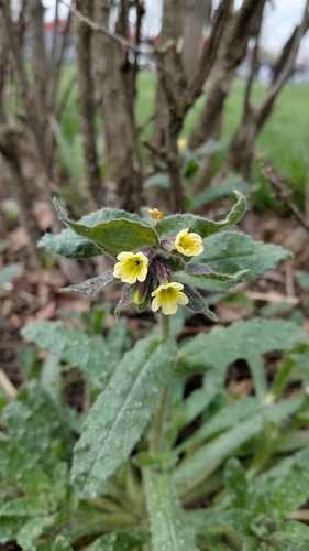 Nonea lutea iNat (3)