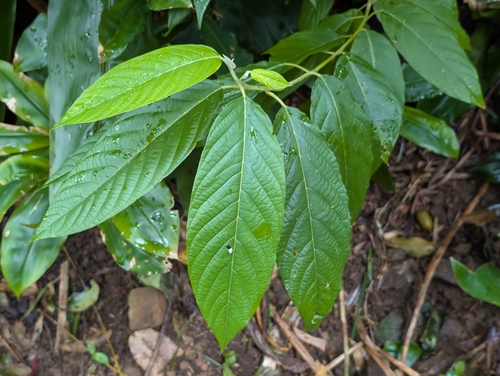 Alphitonia zizyphoides observed 2026-03-31