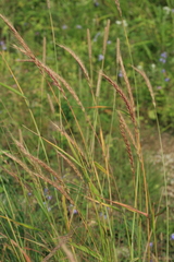 Elymus dahuricus