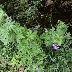 Solanum seaforthianum