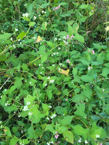 Persicaria thunbergii (Persicaria thunbergii)