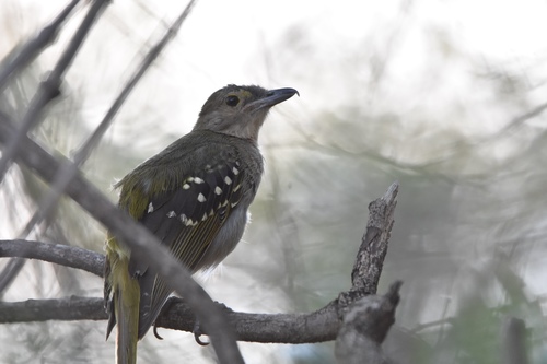 Eastern Nicator (Nicator gularis), photo 5
