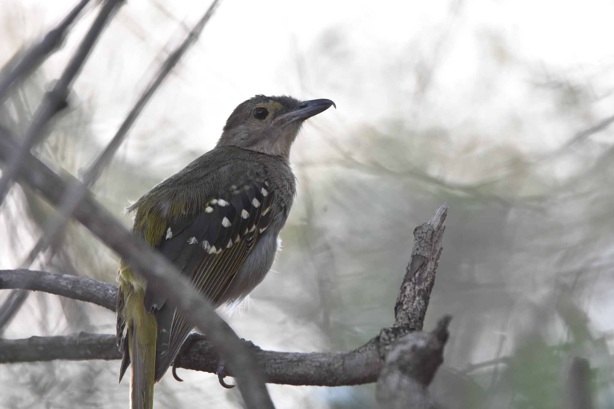 Eastern Nicator illustration