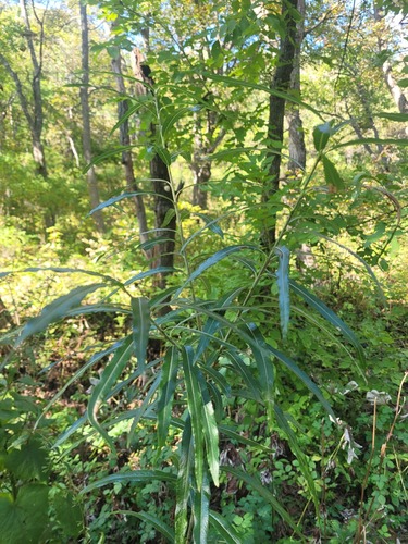 narrow-leaf willow (Salix schwerinii)