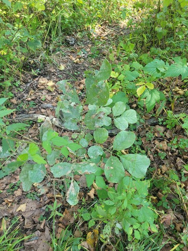 Chinese Ash (Fraxinus chinensis)