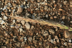Elymus dahuricus