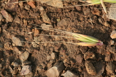 Elymus dahuricus