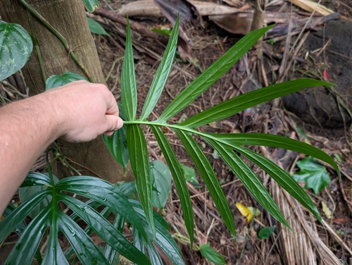 Amydrium zippelianum, photograph 1