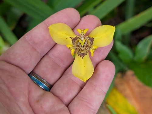 yellow walking iris (Trimezia steyermarkii)