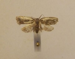 Argyroploce chlorosaris